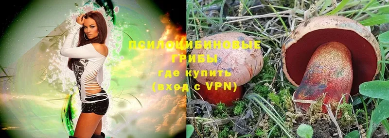 Псилоцибиновые грибы Psilocybe  что такое   OMG ССЫЛКА  Бугуруслан 